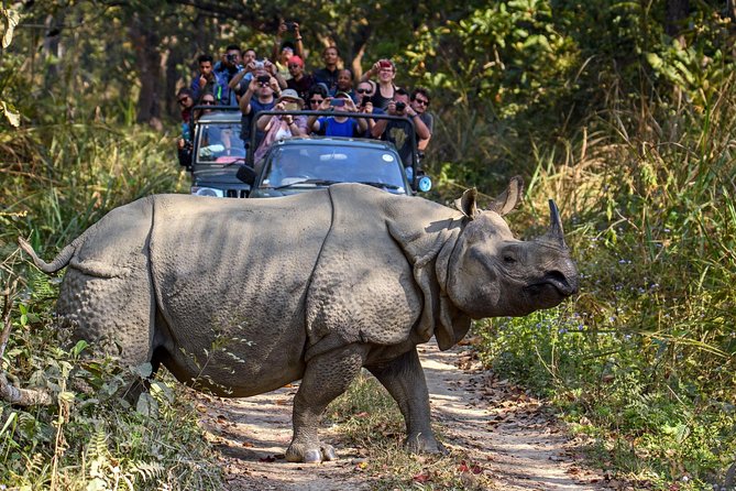 Jeep Safari